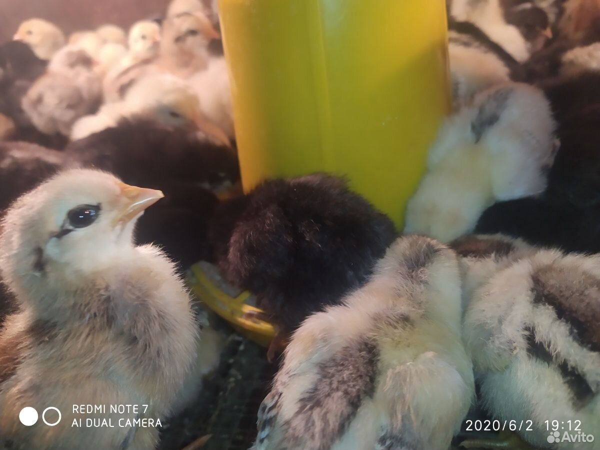 Цыплята разных пород купить на Зозу.ру - фотография № 3