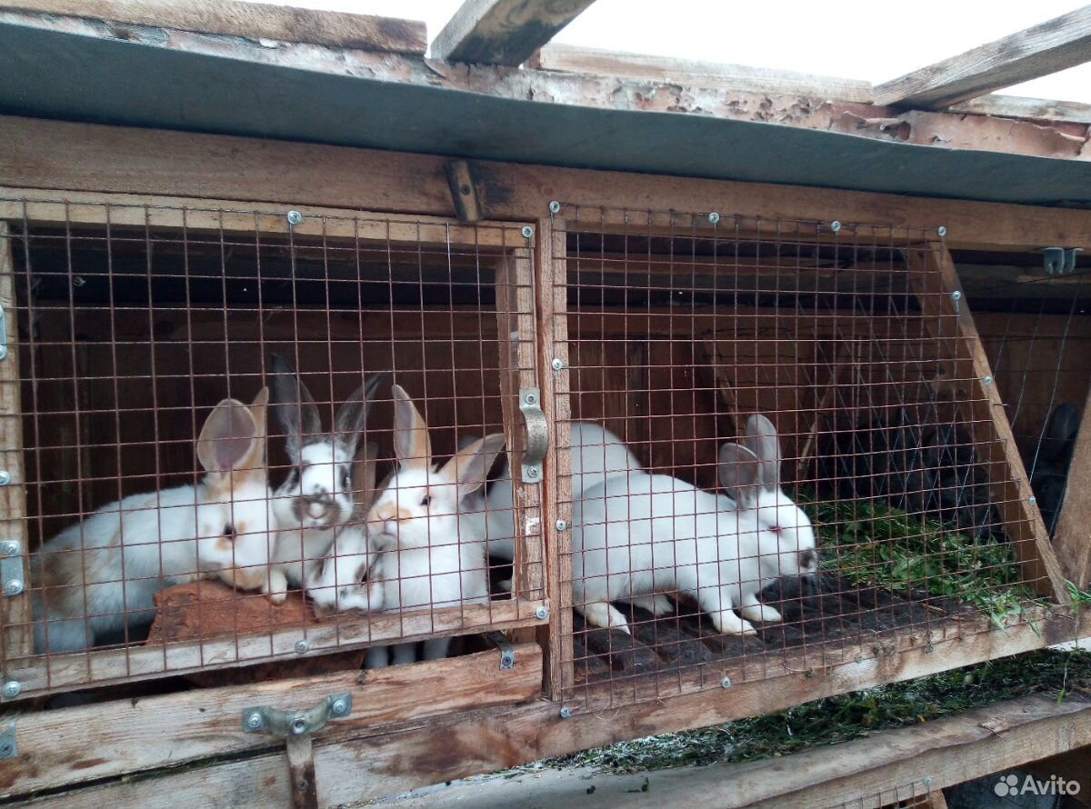 Крольчатник с кроликами купить на Зозу.ру - фотография № 3