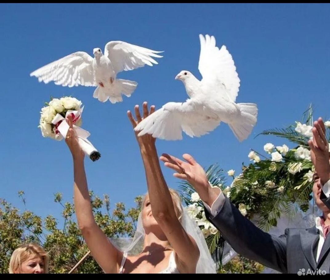 Голуби на свадьбу купить на Зозу.ру - фотография № 2