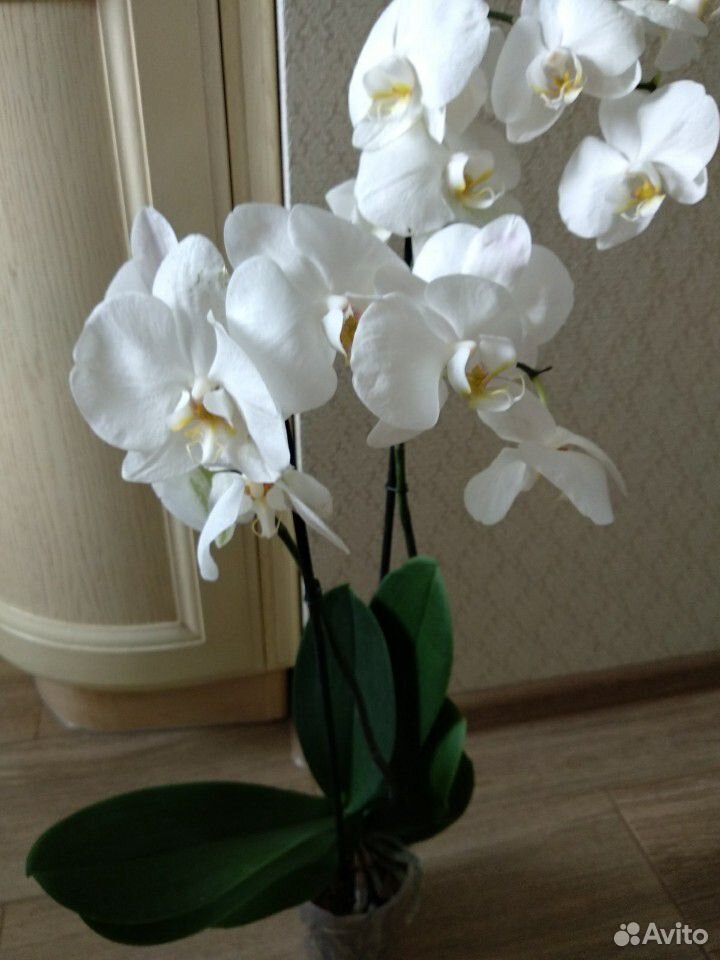 Фаленопсис орхидея сортовые купить на Зозу.ру - фотография № 6