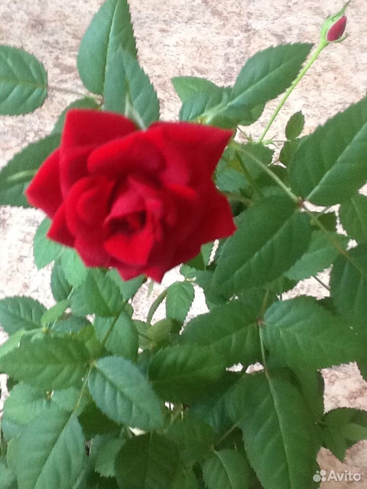 Комнатная роза купить на Зозу.ру - фотография № 1