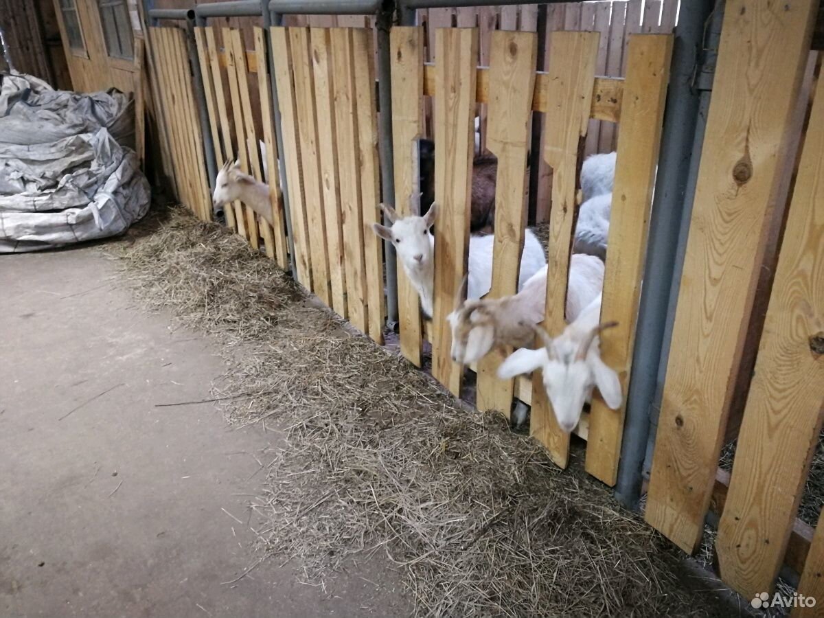 Молодые козочки и козлята 6 мес купить на Зозу.ру - фотография № 1