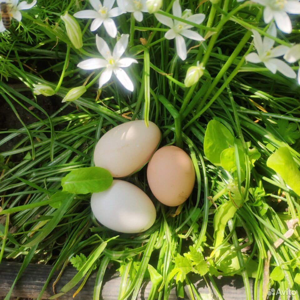 Домашние куриные яйца био на чистых кормах купить на Зозу.ру - фотография № 1