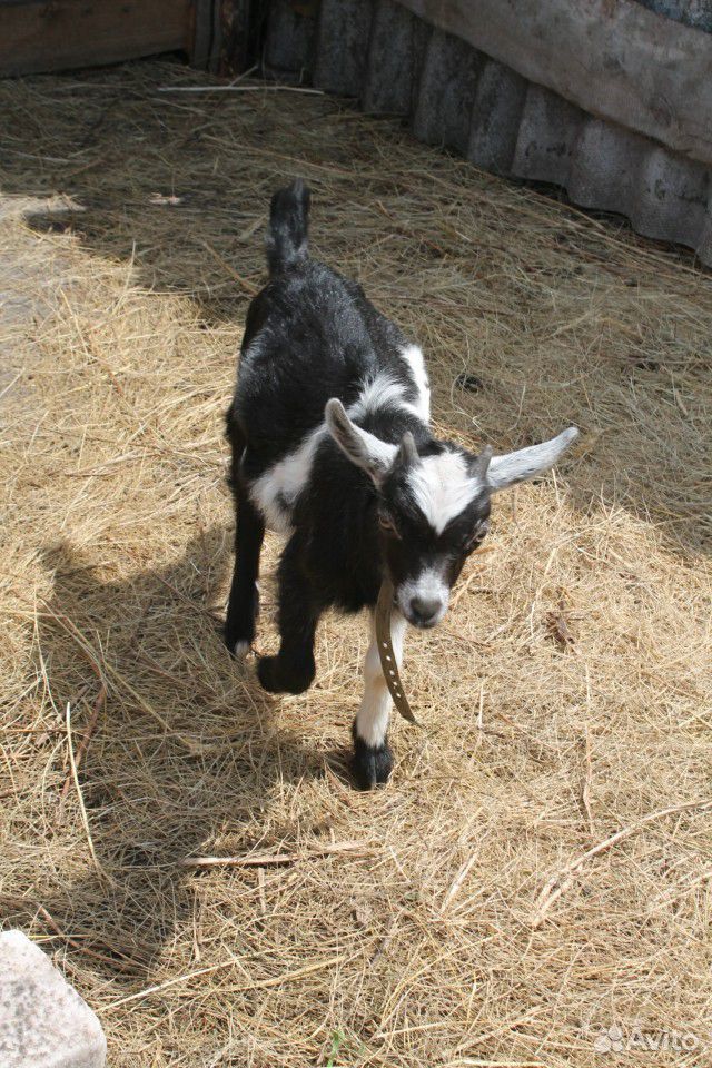 Молодая козочка,козлик,взрослый козел,дойная коза купить на Зозу.ру - фотография № 3