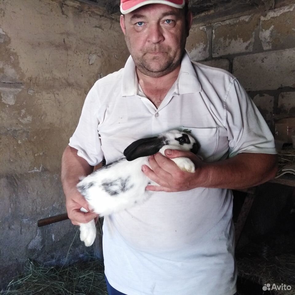 Обменяю кролей купить на Зозу.ру - фотография № 2