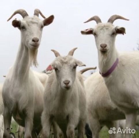 Продам коз,козлят купить на Зозу.ру - фотография № 1