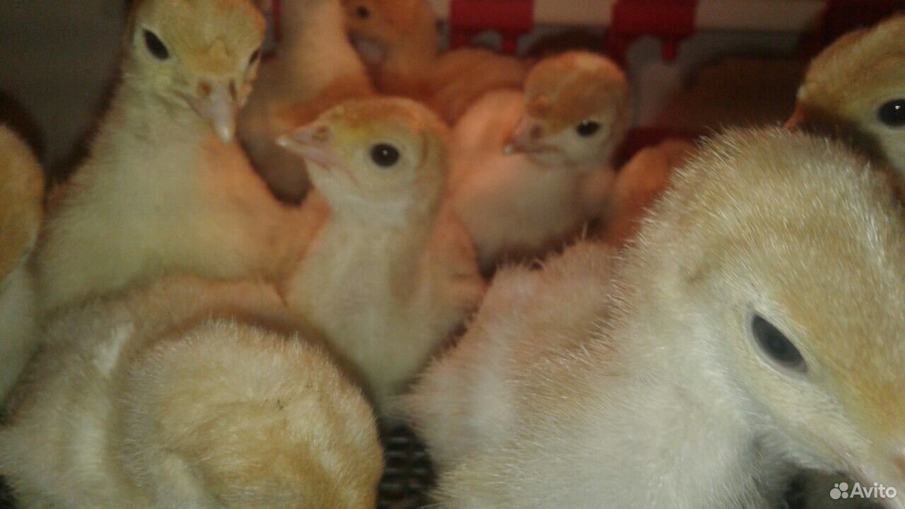 Индюшата белая широкогрудая, цыплята бройлерные купить на Зозу.ру - фотография № 1