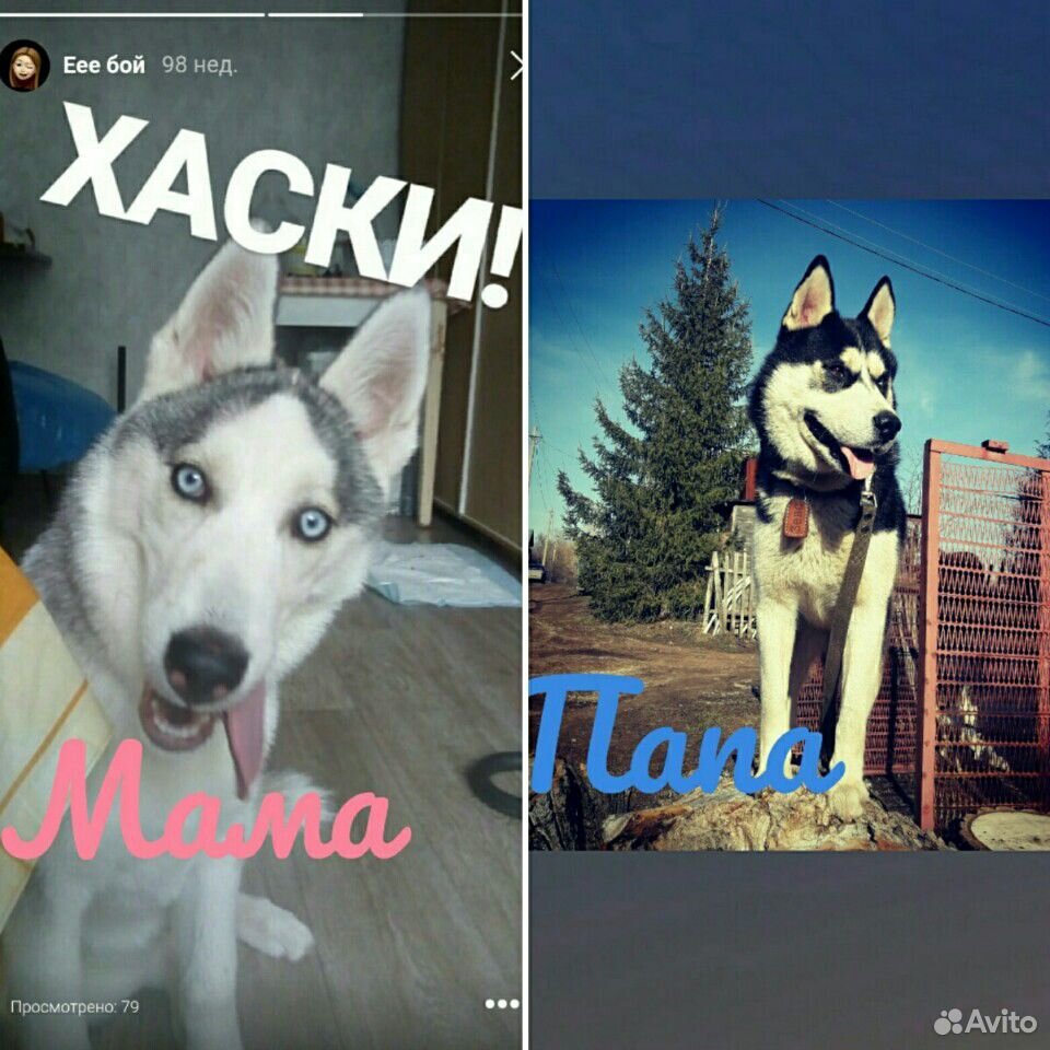 Хотите хаски. Хаски ты хочешь моей ласки песня й