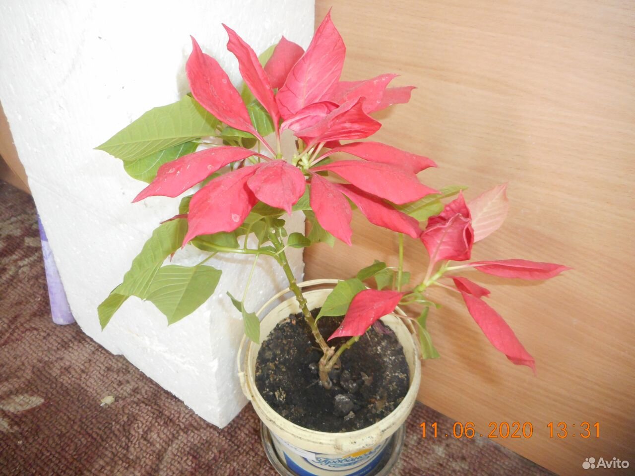 Растение рождественская звезда купить на Зозу.ру - фотография № 1