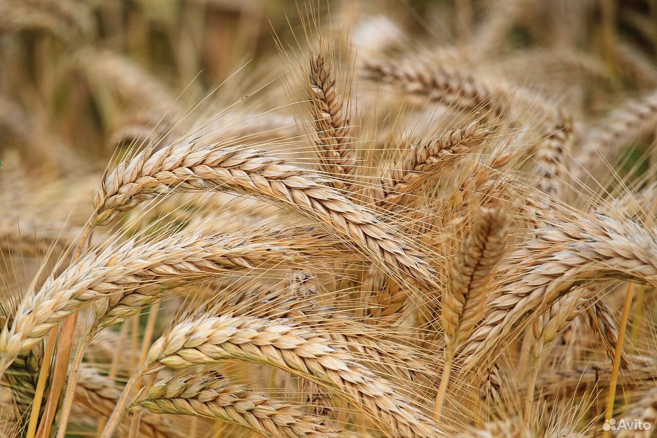 Пшеница, ячмень, кукуруза, горох купить на Зозу.ру - фотография № 1