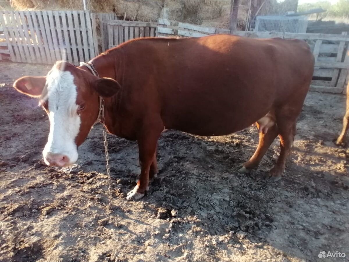 Коровы купить на Зозу.ру - фотография № 6