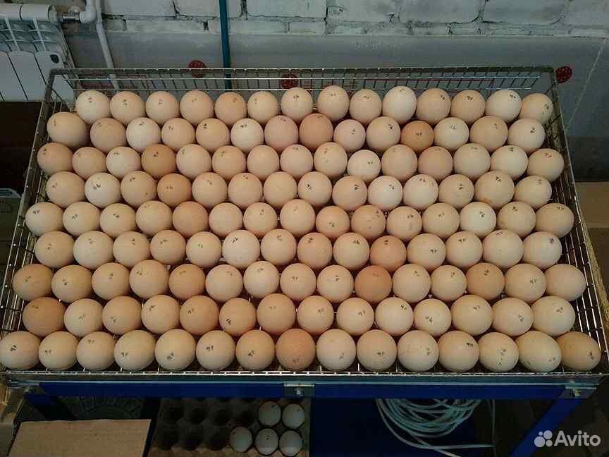 Инкубационное яйцо,любой породы купить на Зозу.ру - фотография № 1
