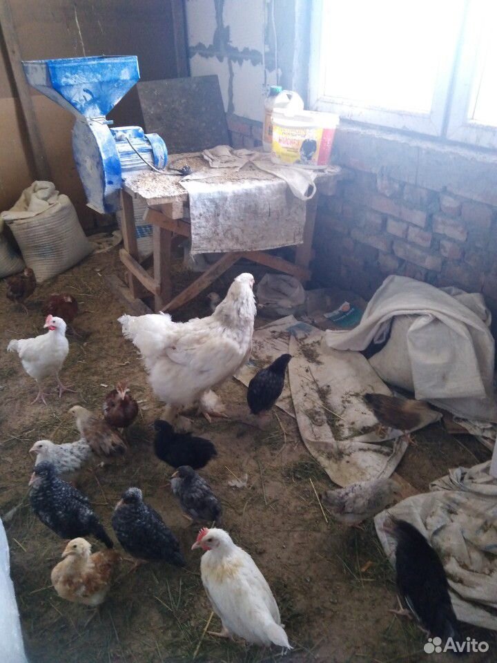 Куры и цыплята купить на Зозу.ру - фотография № 4