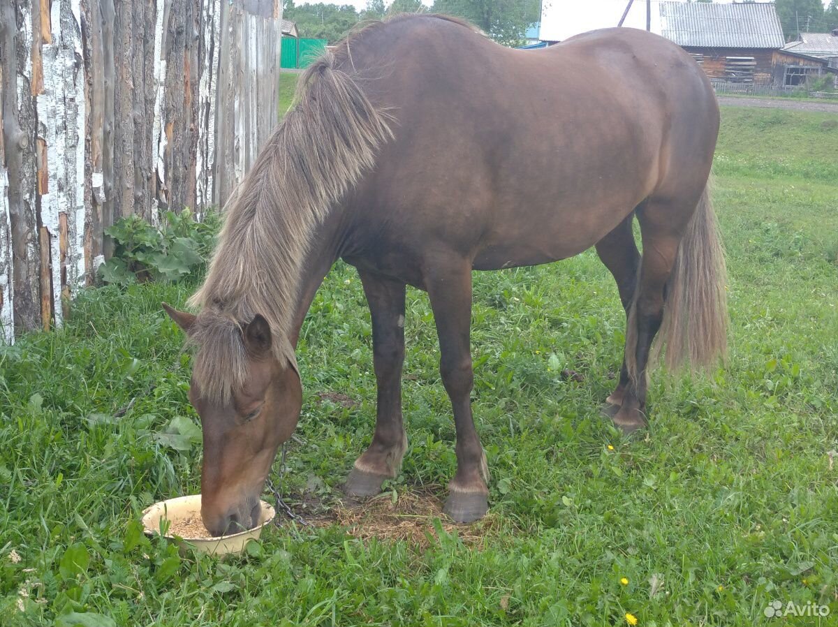 Продажа лошадей в Томской области. Лошадей для продажи в Брянске. Продажа лошадей в Кемеровской области.