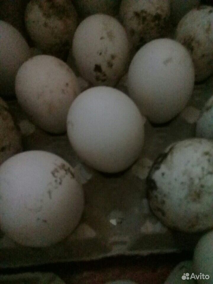 Яйца птиц купить на Зозу.ру - фотография № 3