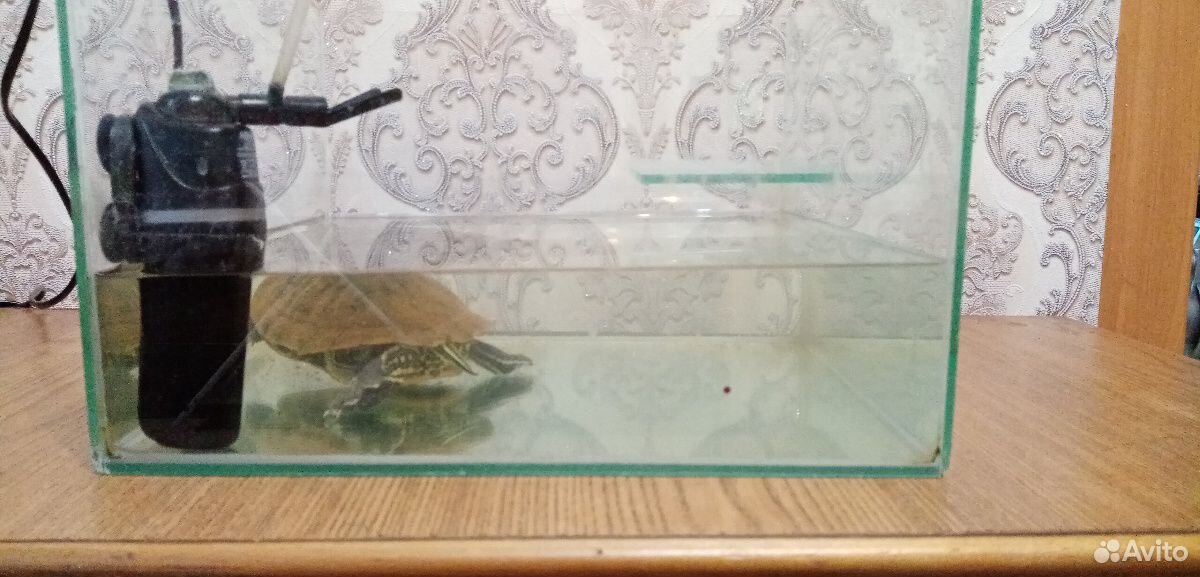 Черепаха красноухая с аквариумов и фильтром купить на Зозу.ру - фотография № 1