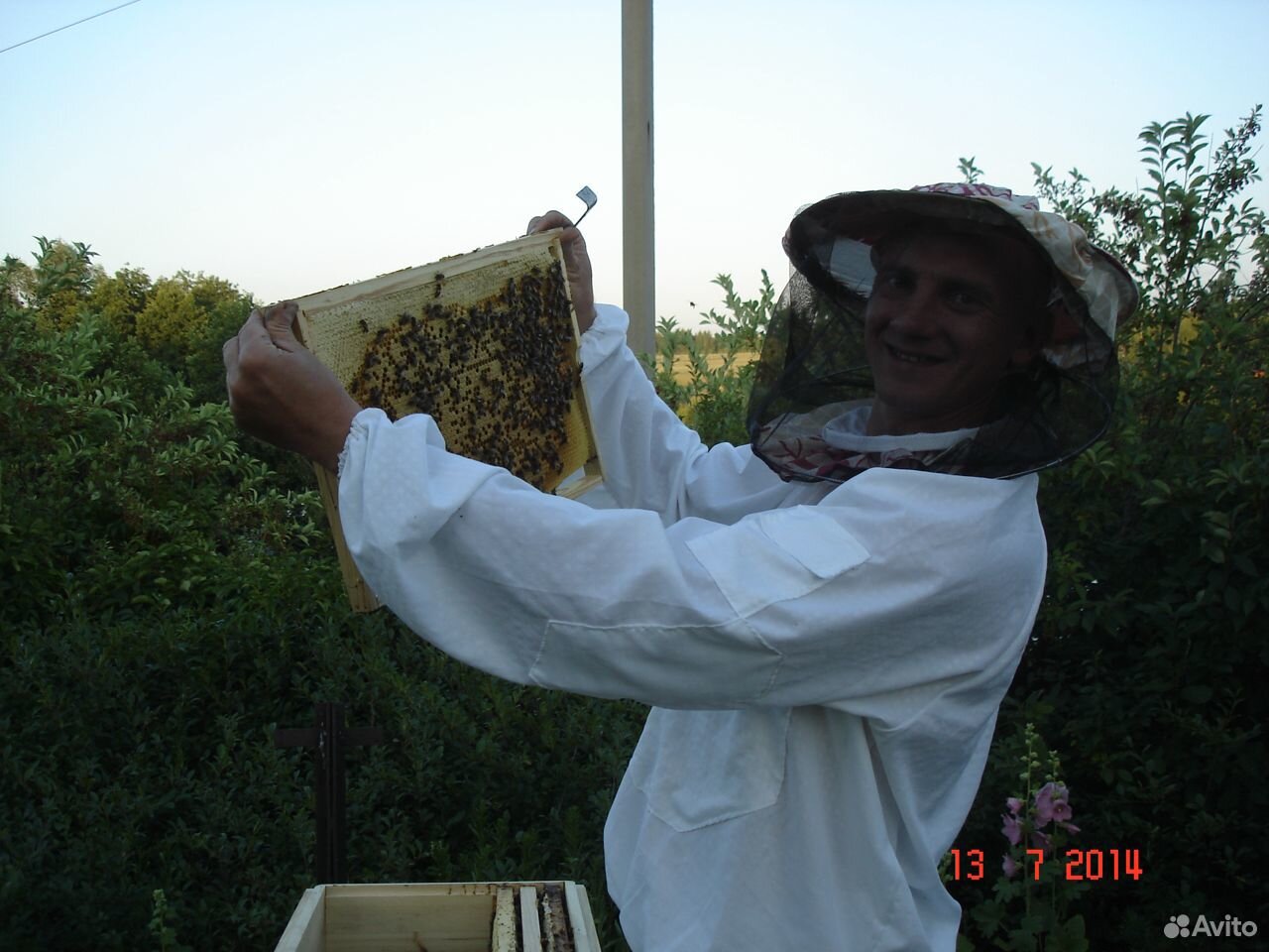 Пчелы-пасека купить на Зозу.ру - фотография № 7