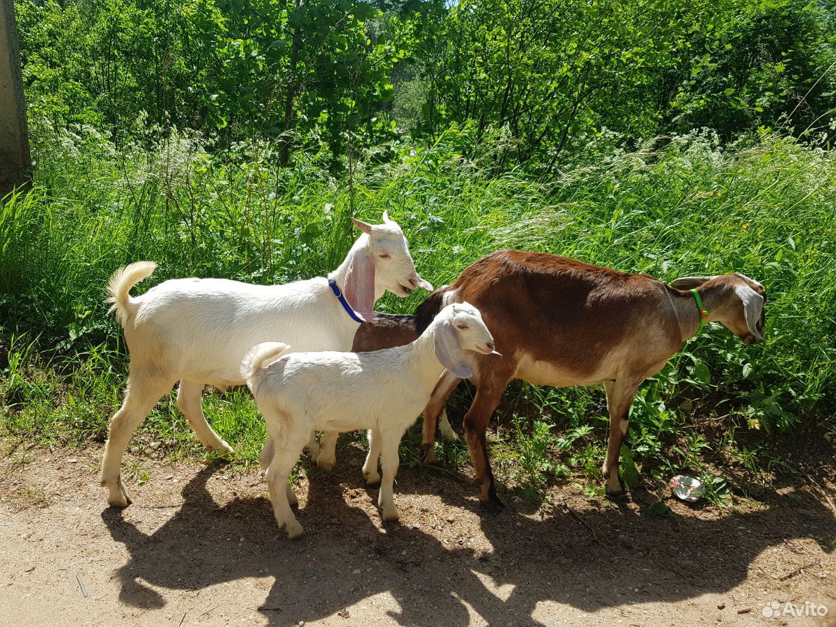 Нубийские козы купить на Зозу.ру - фотография № 7
