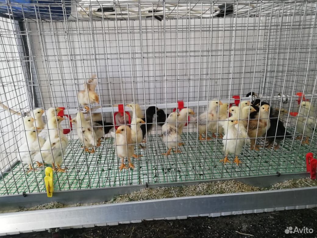 Цыплята месячные купить на Зозу.ру - фотография № 2