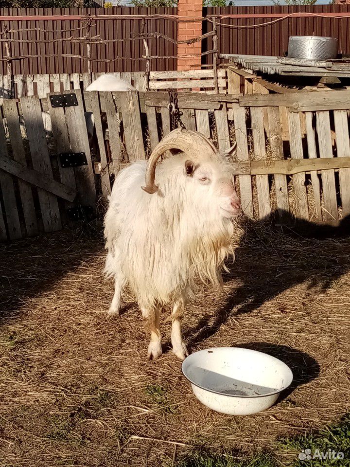 Продам козу с козлёнком купить на Зозу.ру - фотография № 7