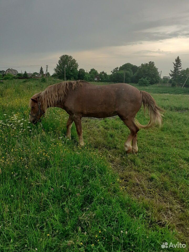 Лошадь и телка купить на Зозу.ру - фотография № 1