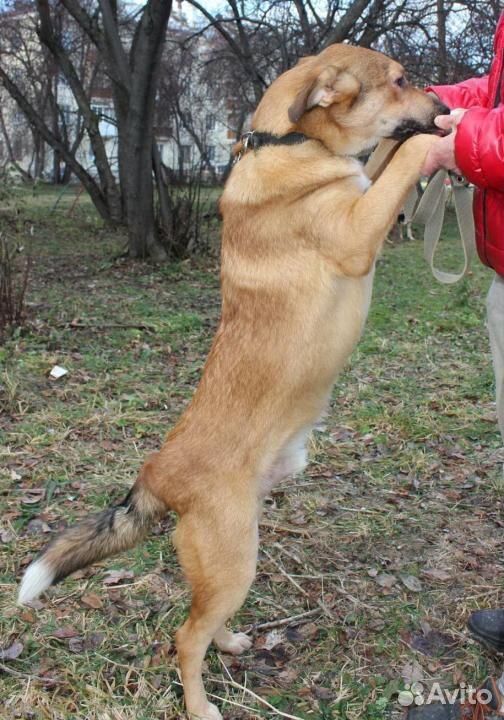 Пристраивается собака купить на Зозу.ру - фотография № 2