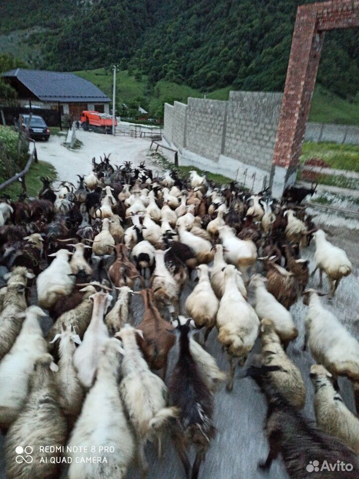 Овцы и козы в круг купить на Зозу.ру - фотография № 8