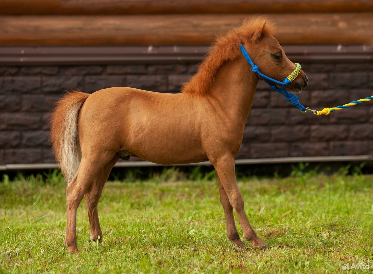 Американская миниатюрная лошадь купить на Зозу.ру - фотография № 4