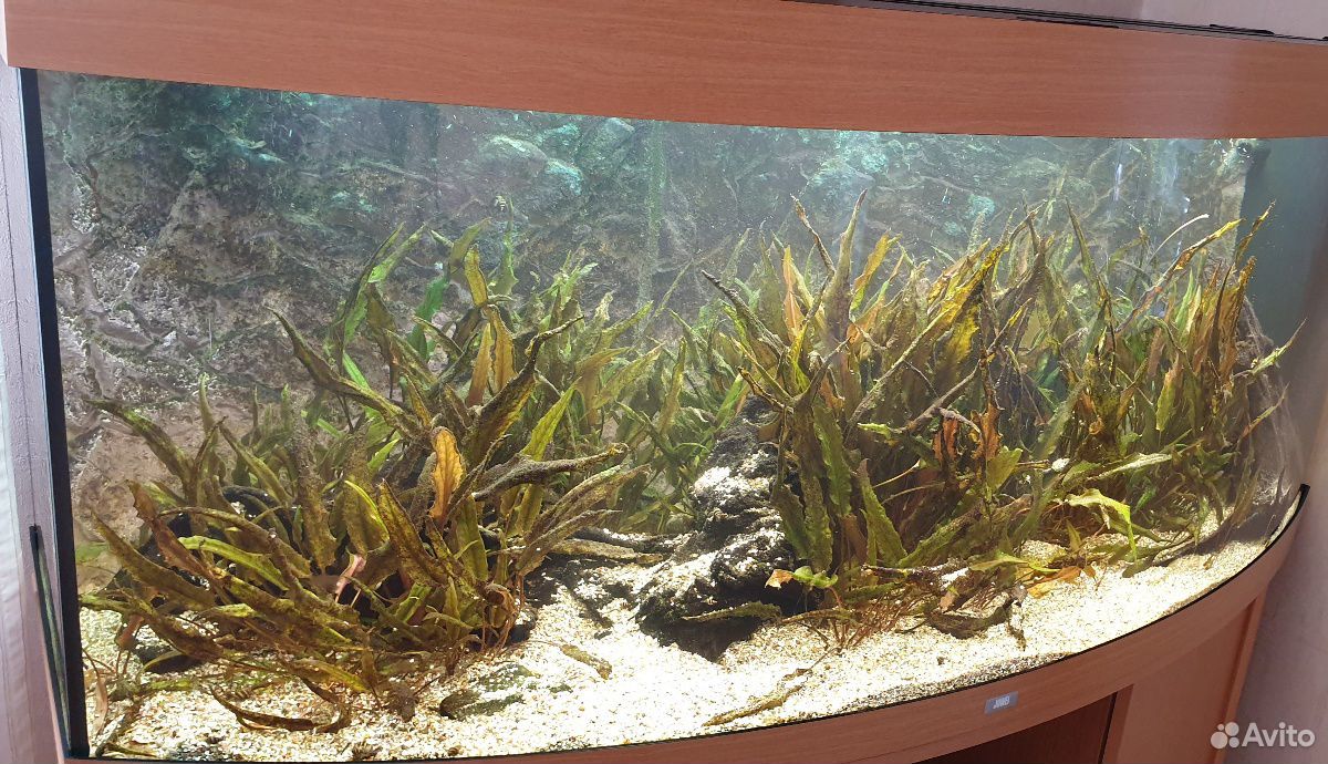 Продается аквариум Juwel 450 купить на Зозу.ру - фотография № 5