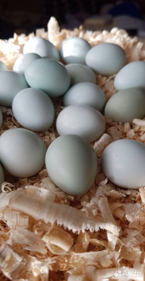 Техасский перепел и инкубационное яйцо купить на Зозу.ру - фотография № 4