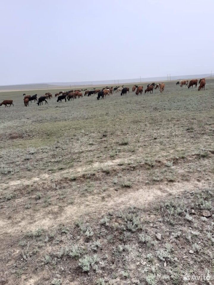Коровы, бычки купить на Зозу.ру - фотография № 6