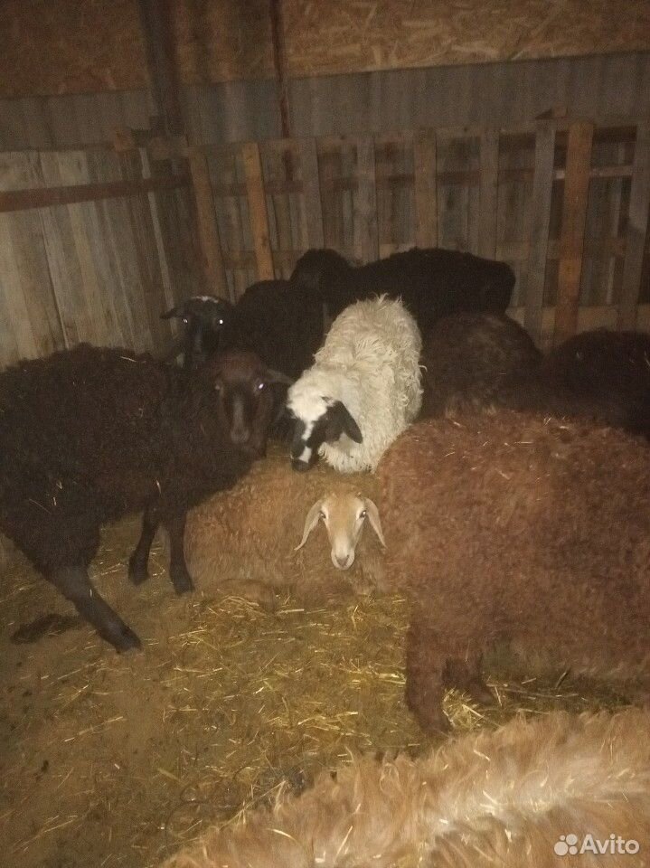 Бараны, овцы, 3-4 месяца, ярочки купить на Зозу.ру - фотография № 1