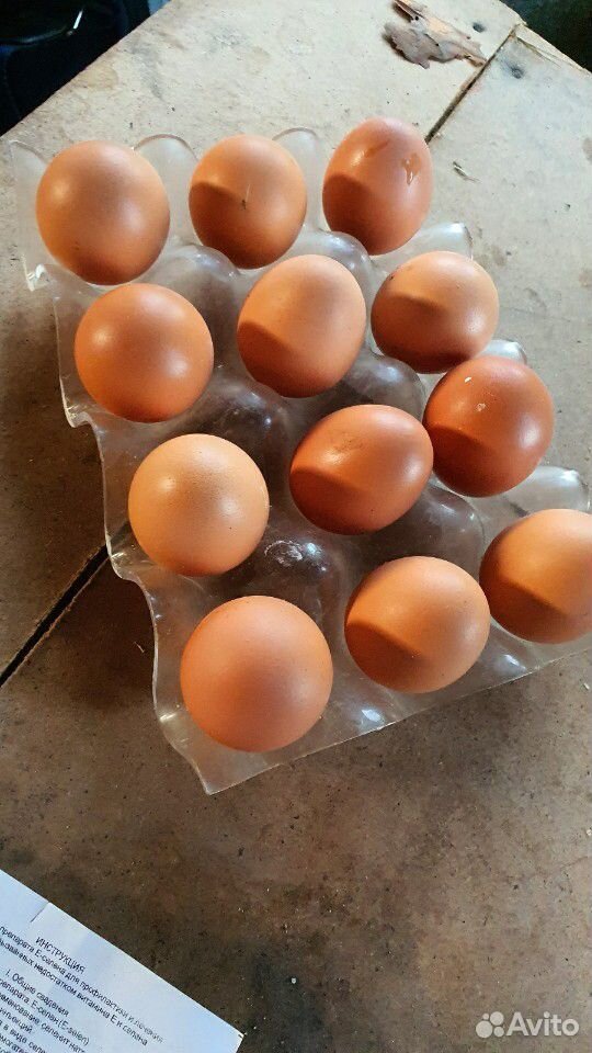 Яйца домашнее купить на Зозу.ру - фотография № 1