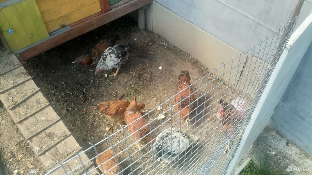 Отряд из 8 цыплят купить на Зозу.ру - фотография № 2
