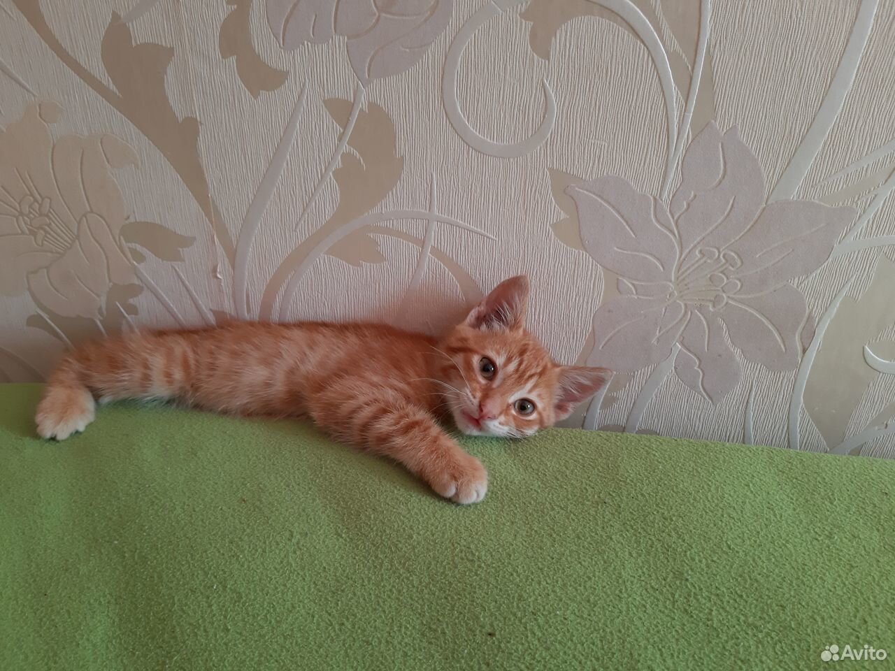 Отдам красивого рыжего котенка купить на Зозу.ру - фотография № 3