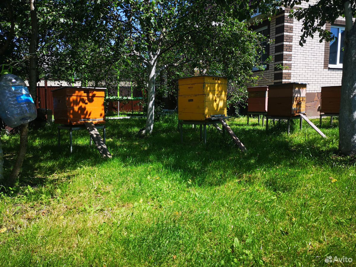 Улей, рой, пасека, пчёлы, пчелопакет купить на Зозу.ру - фотография № 2