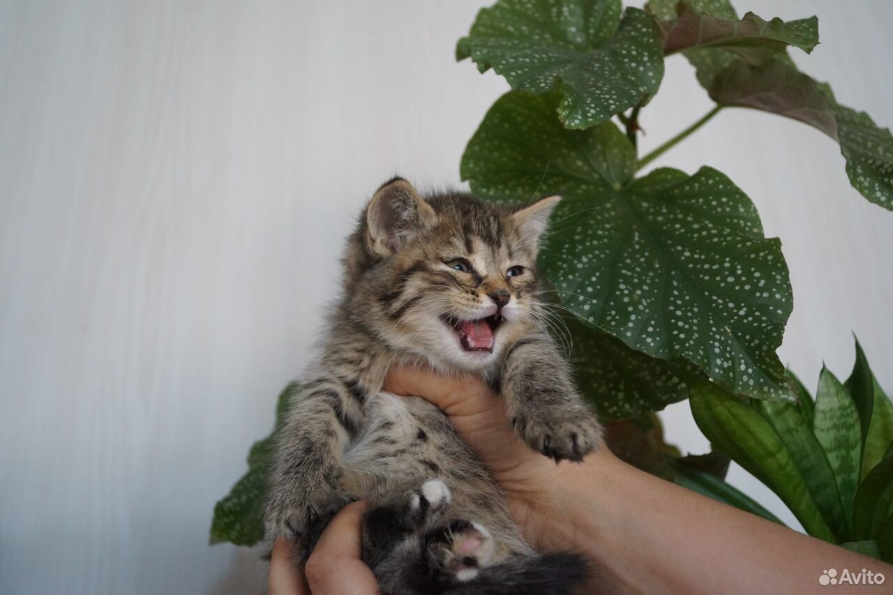 Котята в добрые руки купить на Зозу.ру - фотография № 10