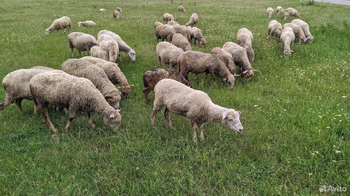Продажа овец купить на Зозу.ру - фотография № 1