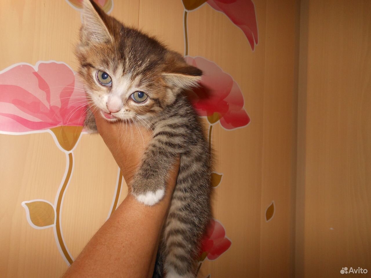 Котёночек-девочка купить на Зозу.ру - фотография № 2
