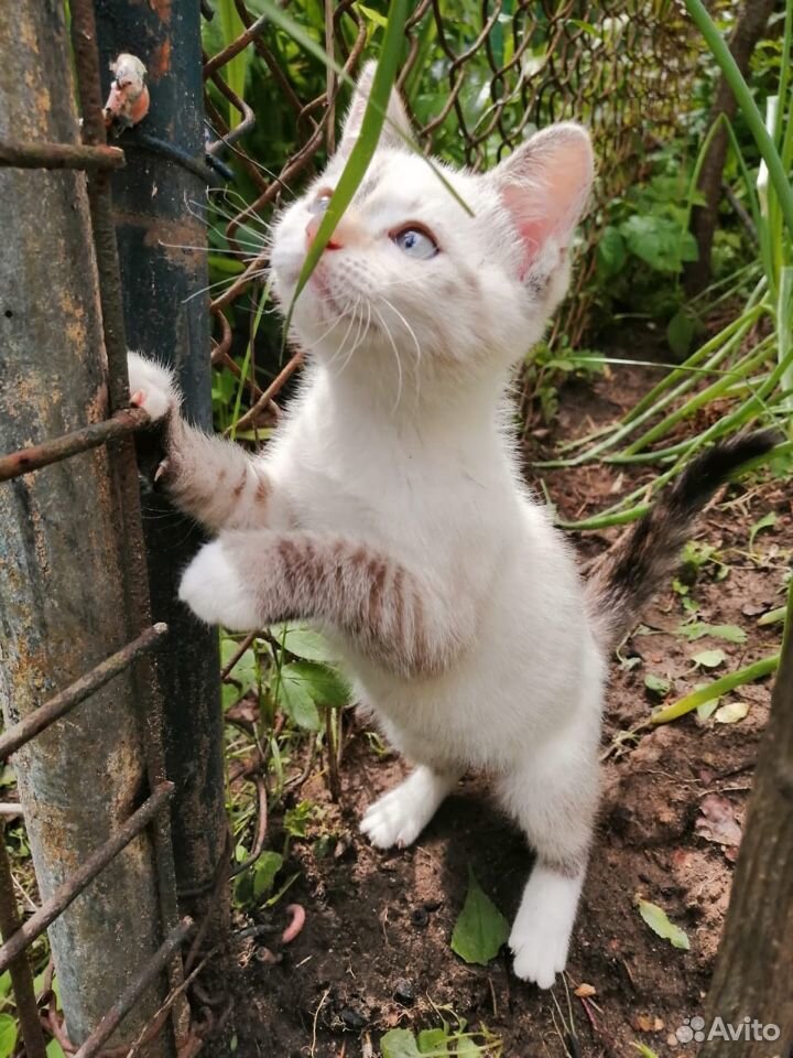 Кошка беленькая 2-3 месяца купить на Зозу.ру - фотография № 5