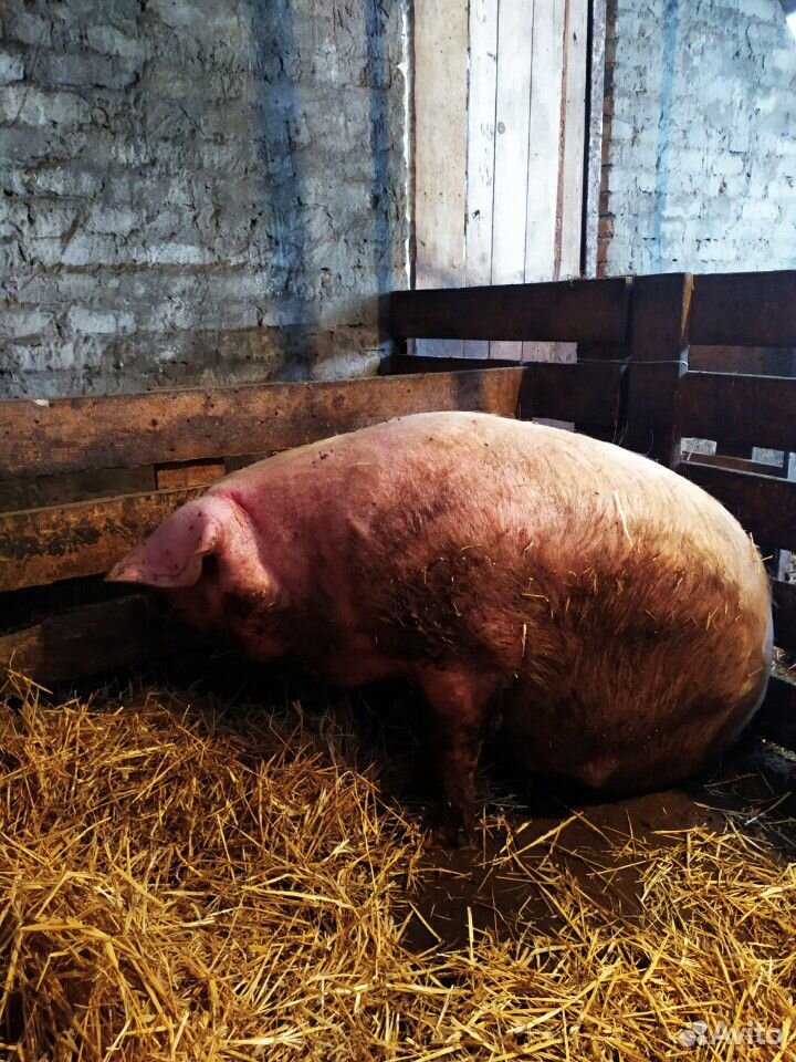 Свинья на мясо купить на Зозу.ру - фотография № 3