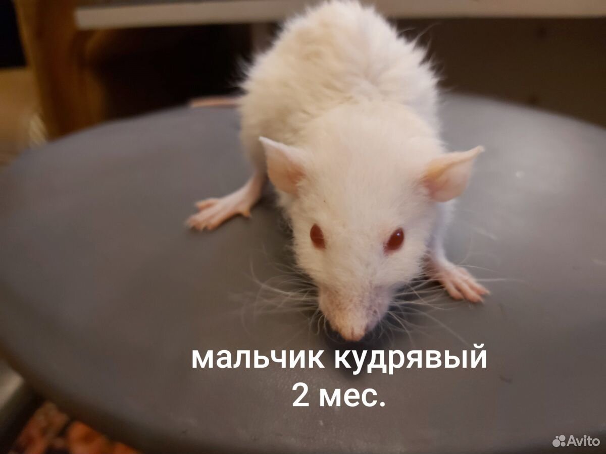 Крыса купить на Зозу.ру - фотография № 2