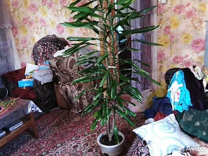 Огромное комнатное растение купить на Зозу.ру - фотография № 1