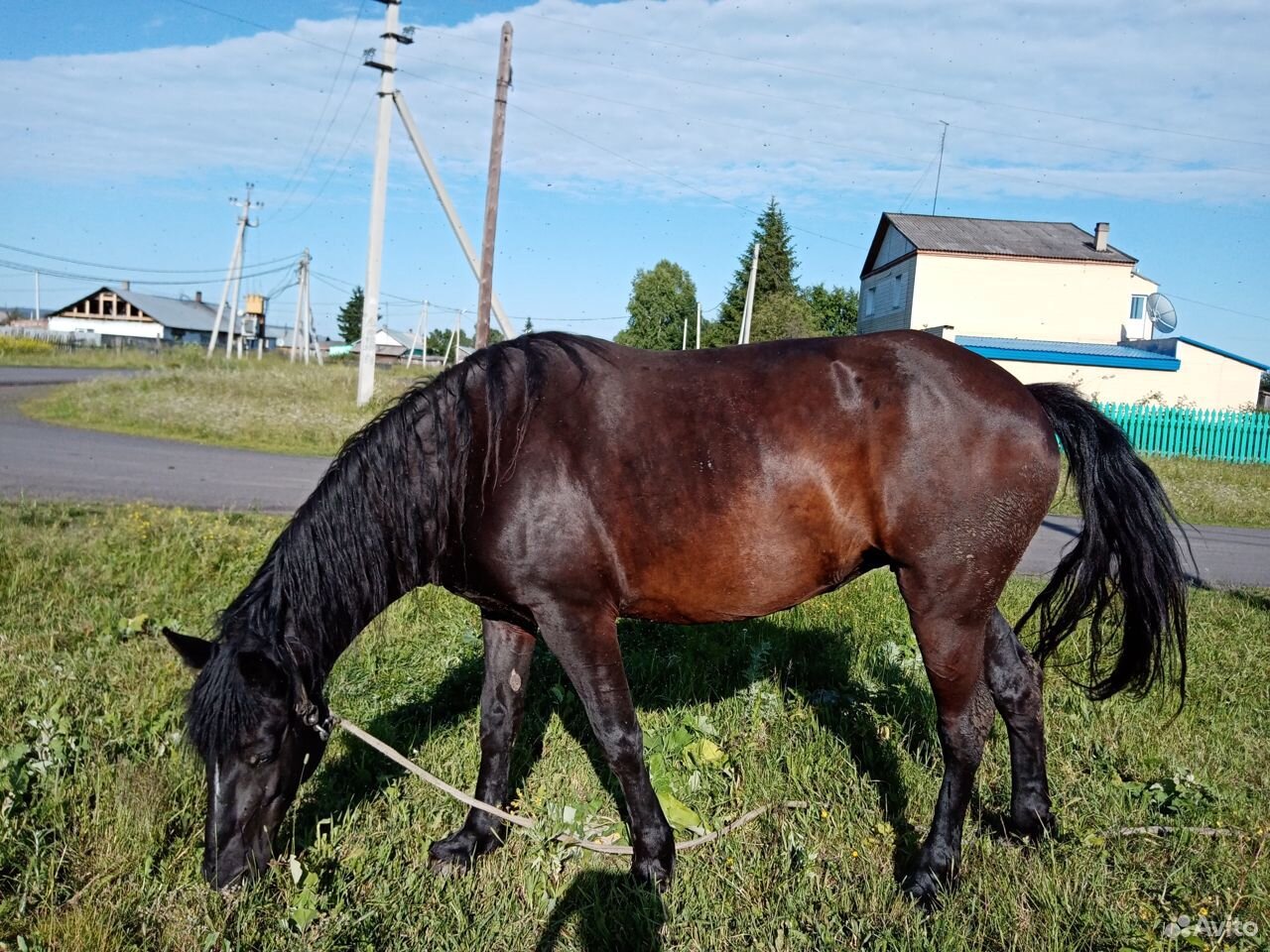 Продам лошадь (кобыла майская 8 лет) купить на Зозу.ру - фотография № 2