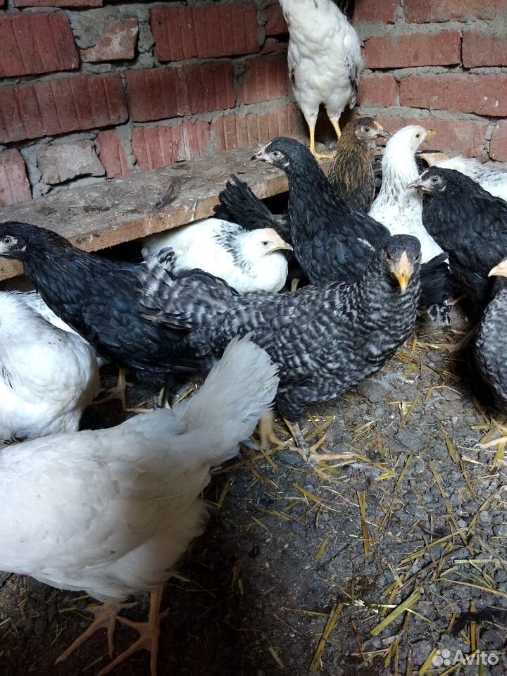 Цыплята подрощенные 3-3.5 мес купить на Зозу.ру - фотография № 5