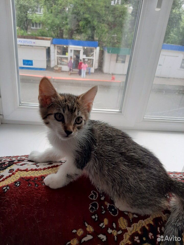Чудесные котята купить на Зозу.ру - фотография № 6
