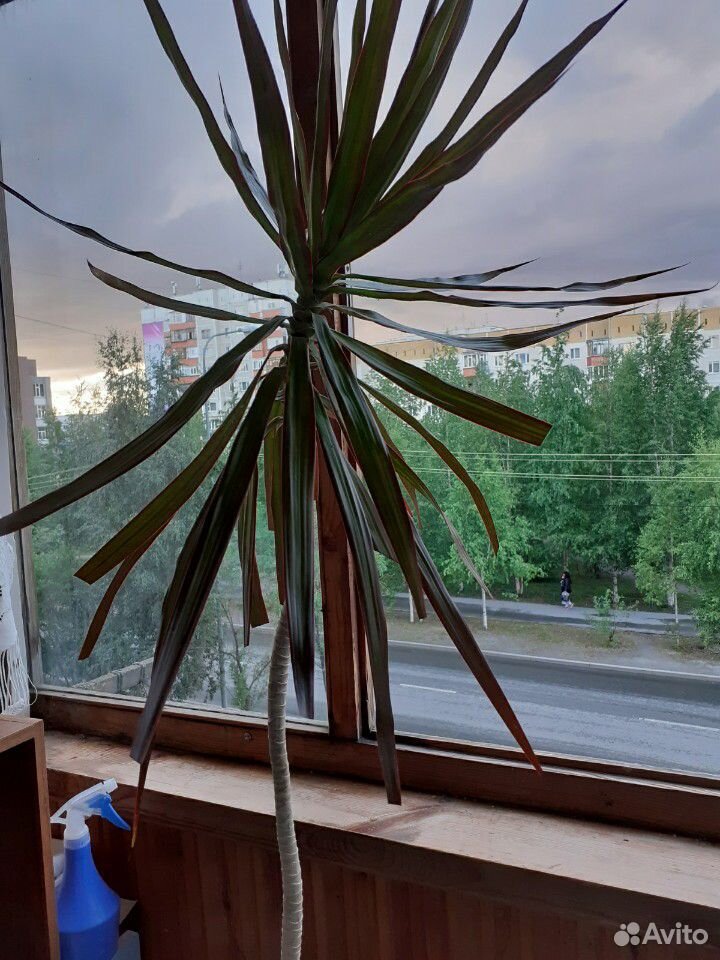 Растение комнатное купить на Зозу.ру - фотография № 2