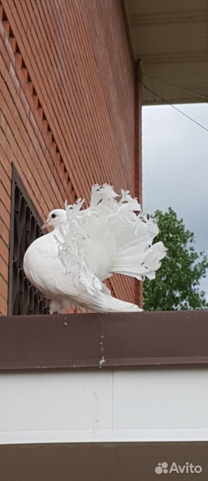 Белые голуби, павлины купить на Зозу.ру - фотография № 3