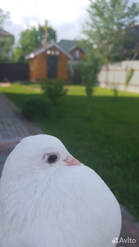 Белые голуби, павлины купить на Зозу.ру - фотография № 5