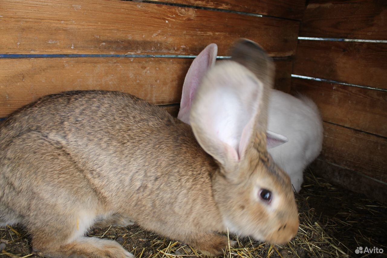 Кролики Фландр купить на Зозу.ру - фотография № 8